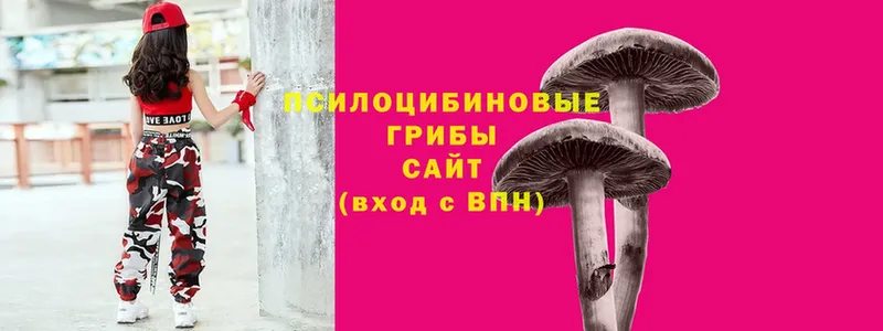 Псилоцибиновые грибы Cubensis  Асино 